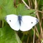 Klein geaderd witje Klein geaderd witje