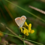 Icarusblauwtje Icarusblauwtje
