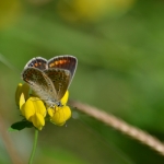 Icarusblauwtje Icarusblauwtje