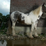 Hollandse Lichten Hollandse Lichten