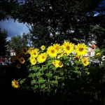 natuur #9 zonnebloemen natuur #9 zonnebloemen