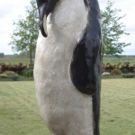 pinguïn pinguïn
