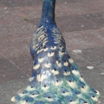 Pauw Pauw