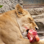Dieren en natuur Dieren en natuur