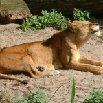 Dieren en natuur Dieren en natuur