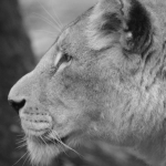 Dieren en natuur Dieren en natuur