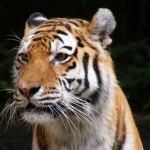 Dieren en natuur Dieren en natuur