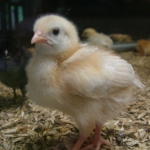 Dieren en natuur Dieren en natuur