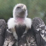 Dieren en natuur Dieren en natuur