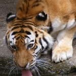 Dieren en natuur Dieren en natuur