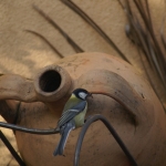 Dieren en natuur Dieren en natuur