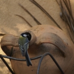 Dieren en natuur Dieren en natuur