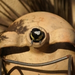 Dieren en natuur Dieren en natuur