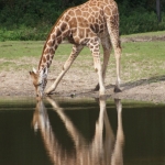 Dieren en natuur Dieren en natuur