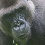 Dieren en natuur Dieren en natuur