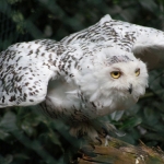 Dieren en natuur Dieren en natuur