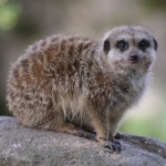 Dieren en natuur Dieren en natuur