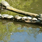 Dieren en natuur Dieren en natuur