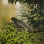 Dieren en natuur Dieren en natuur