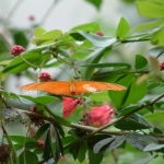 Dieren en natuur Dieren en natuur