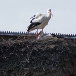 Dieren en natuur Dieren en natuur