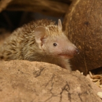 Dieren en natuur Dieren en natuur