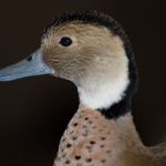 Dieren en natuur Dieren en natuur