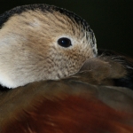 Dieren en natuur Dieren en natuur