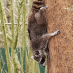 Dieren en natuur Dieren en natuur