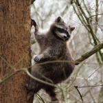Dieren en natuur Dieren en natuur