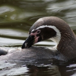 Dieren en natuur Dieren en natuur