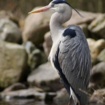 Dieren en natuur Dieren en natuur