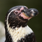 Dieren en natuur Dieren en natuur