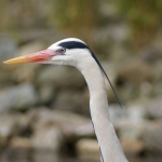 Dieren en natuur Dieren en natuur