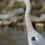 Dieren en natuur Dieren en natuur