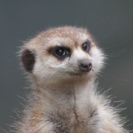 Dieren en natuur Dieren en natuur