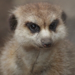 Dieren en natuur Dieren en natuur