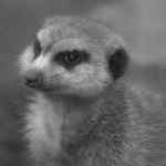 Dieren en natuur Dieren en natuur