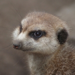 Dieren en natuur Dieren en natuur