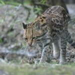Dieren en natuur Dieren en natuur