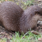 Dieren en natuur Dieren en natuur
