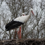 Dieren en natuur Dieren en natuur
