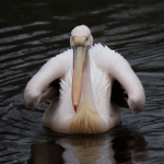 Dieren en natuur Dieren en natuur