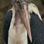 Dieren en natuur Dieren en natuur