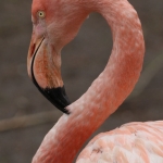 Dieren en natuur Dieren en natuur