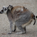 Dieren en natuur Dieren en natuur