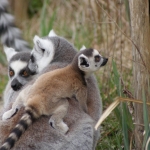 Dieren en natuur Dieren en natuur