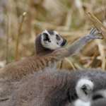 Dieren en natuur Dieren en natuur