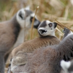 Dieren en natuur Dieren en natuur