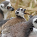 Dieren en natuur Dieren en natuur